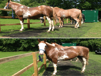 Versatile Rubber Grass Mats Equestrian