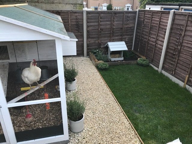 Grass Protection Mesh Next To A Chicken Coop