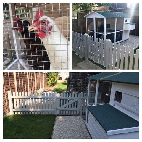 Grass Protection Mesh Chicken Coop3