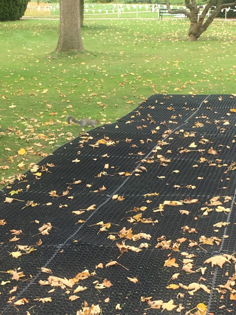 Squirrel - Grass Mats Botanical Gardens Illuminate The Gardens