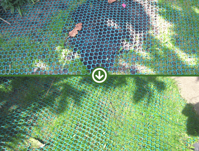 Dog Grass Mesh Case Study 1