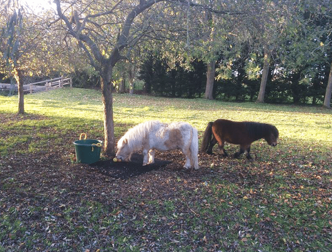 Grass Mats Amate Animalia Bonus