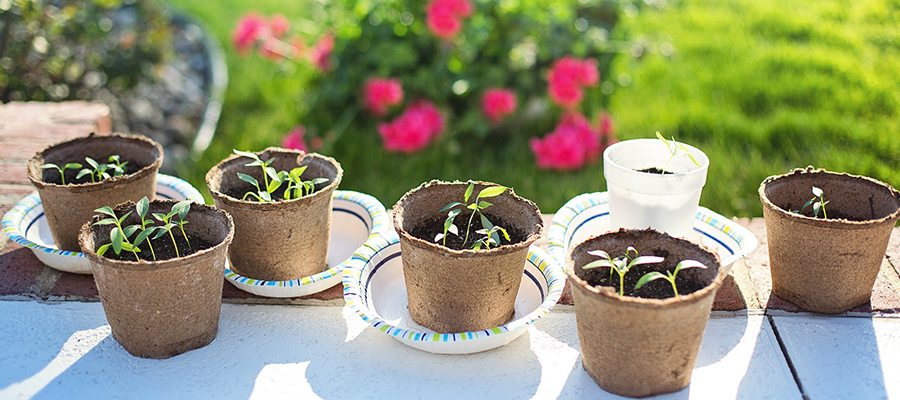 March Gardening Tips Featured Image