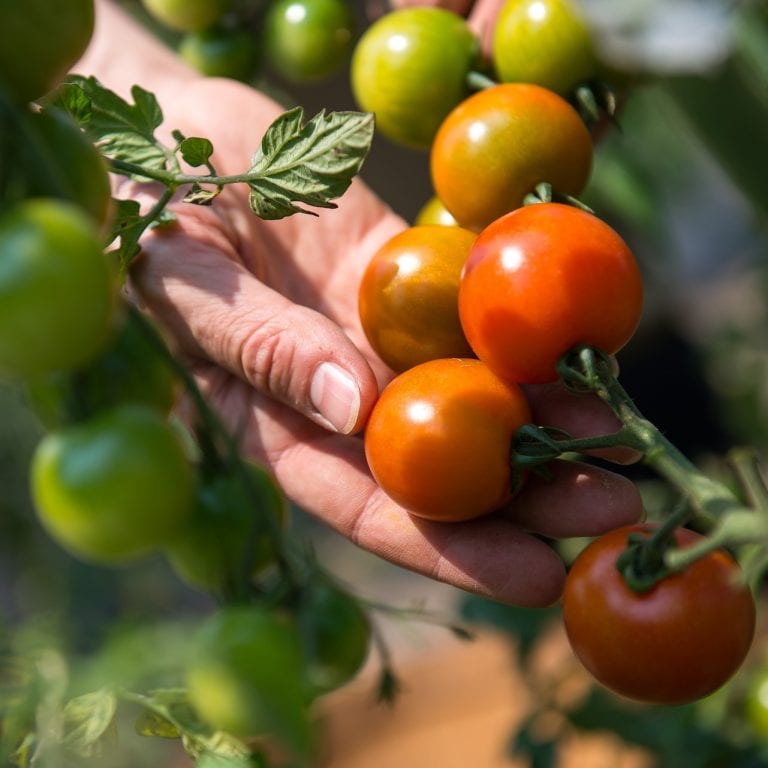 MatsGrids March Gardening Guide: Fruits and Vegetables