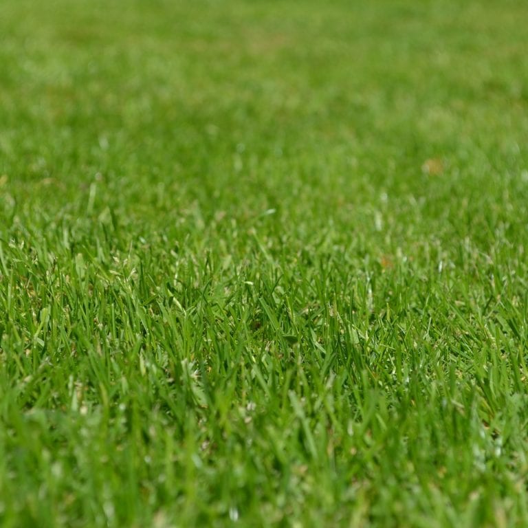 MatsGrids March Gardening Guide: Maintaining Your Lawn