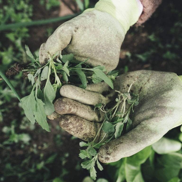 MatsGrids March Gardening Guide: Weed Control