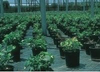 1m Wide Woven Membrane x 50m